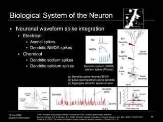 19 Nov 2022
Quantum Information
Biological System of the Neuron
 Neuronal waveform spike integration
 Electrical
 Axonal spikes
 Dendritic NMDA spikes
 Chemical
 Dendritic sodium spikes
 Dendritic calcium spikes
66
EPSP: excitatory postsynaptic potential (contrast with IPSP: inhibitory postsynaptic potential)
Sources: Williams, S.R. & Atkinson, S.E. (2008). Dendritic Synaptic Integration in Central Neurons. Curr. Biol. 18(22). R1045-R1047.
Poirazi et al. (2022). The impact of Hodgkin–Huxley models on dendritic research. J Physiol. 0.0:1–12.
(a)
(b)
(c)
(a) Dendritic spine receives EPSP
(b) Local spiking activity along dendrite
(c) Aggregate dendritic spikes at axon
Dendritic sodium, NMDA,
calcium spikes (Poirazi)
 