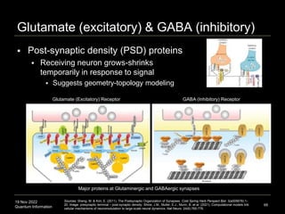 19 Nov 2022
Quantum Information
Glutamate (excitatory) & GABA (inhibitory)
 Post-synaptic density (PSD) proteins
 Receiving neuron grows-shrinks
temporarily in response to signal
 Suggests geometry-topology modeling
68
Sources: Sheng, M. & Kim, E. (2011). The Postsynaptic Organization of Synapses. Cold Spring Harb Perspect Biol. 3(a005678):1-
20. Image: presynaptic terminal – post-synaptic density: Shine, J.M., Muller, E.J., Munn, B. et al. (2021). Computational models link
cellular mechanisms of neuromodulation to large-scale neural dynamics. Nat Neuro. 24(6):765-776.
Glutamate (Excitatory) Receptor GABA (Inhibitory) Receptor
Major proteins at Glutaminergic and GABAergic synapses
 
