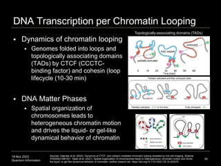 19 Nov 2022
Quantum Information
DNA Transcription per Chromatin Looping
 Dynamics of chromatin looping
 Genomes folded into loops and
topologically associating domains
(TADs) by CTCF (CCCTC-
binding factor) and cohesin (loop
lifecycle (10-30 min)
 DNA Matter Phases
 Spatial organization of
chromosomes leads to
heterogeneous chromatin motion
and drives the liquid- or gel-like
dynamical behavior of chromatin
90
Sources: Gabriele et al. (2022). Dynamics of CTCF- and cohesin-mediated chromatin looping revealed by live-cell imaging. Science.
376(6592):496-501. Salari et al. (2021). Spatial organization of chromosomes leads to heterogeneous chromatin motion and drives
the liquid- or gel-like dynamical behavior of chromatin. bioRxiv preprint doi: https://doi.org/10.1101/2021.05.10.443375.
Topologically-associating domains (TADs)
 