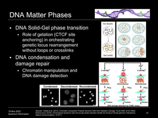 19 Nov 2022
Quantum Information
DNA Matter Phases
 DNA Solid-Gel phase transition
 Role of gelation (CTCF site
anchoring) in orchestrating
genetic locus rearrangement
without loops or crosslinks
 DNA condensation and
damage repair
 Chromatin manipulation and
DNA damage detection
91
Sources: Takata et al. (2013). Chromatin Compaction Protects Genomic DNA from Radiation Damage. PLoS ONE. 8(10):75622.
Khanna et al. (2019). Chromosome dynamics near the sol-gel phase transition dictate the timing of remote genomic interactions.
Nature Communications. 10:2771.
 