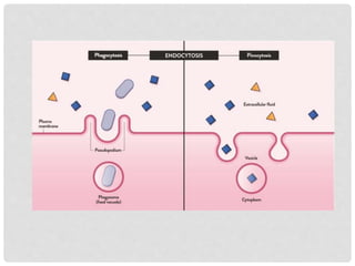 BIOPHAMACEUICS- UNIT 1- DRUG ABSORPTION