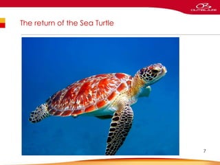 The return of the Sea Turtle
7
 