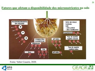 Fatores que afetam a disponibilidade dos micronutrientes no solo
21
Fonte: Valter Casarin, 2020.
 