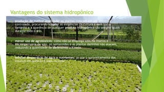 Vantagens do sistema hidropônico
 produção de melhor qualidade: as plantas crescem em um ambiente
controlado, procurando atender as exigências da cultura e com isso o
tamanho e a aparência de qualquer produto hidropônico são sempre iguais
durante todo o ano
 menor uso de agrotóxicos: como não se emprega solo, os insetos e
microrganismos de solo, os nematoides e as plantas daninhas não atacam,
reduzindo a quantidade de defensivos utilizada.
 mínimo desperdício de água e nutrientes: já que o aproveitamento dos
insumos em questão é mais racional;
 