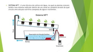  SISTEMA NFT : é uma técnica de cultivo em água, no qual as plantas crescem
tendo o seu sistema radicular dentro de um canal ou canaleta através do qual
circula uma solução nutritiva composta de água e nutrientes.
 