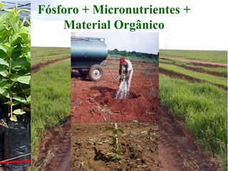 Fósforo + Micronutrientes +
Material Orgânico
40 cm
40 cm
 