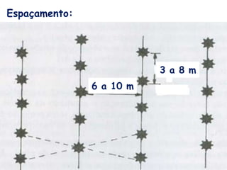 Espaçamento:
6 a 10 m
3 a 8 m
 