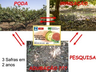 3 Safras em
2 anos
PODA IRRIGAÇÃO
ADUBAÇÃO ???
PESQUISA
 