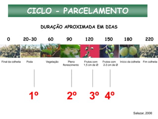 Final da colheita Poda Vegetação Pleno Frutos com Frutos com Início da colheita Fim colheita
florescimento 1,5 cm de Ø 2-3 cm de Ø
DURAÇÃO APROXIMADA EM DIAS
0 20-30 60 90 120 150 180 220
CICLO - PARCELAMENTO
Salazar, 2006
1º 2º 3º 4º
 