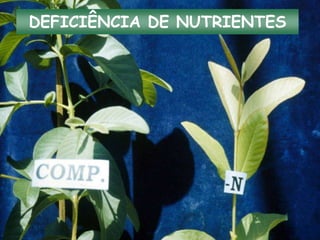 DEFICIÊNCIA DE NUTRIENTES
 