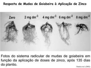 Resposta de Mudas de Goiabeira à Aplicação de Zinco
Fotos do sistema radicular de mudas de goiabeira em
função da aplicação de doses de zinco, após 135 dias
do plantio. Natale et al. (2002)
 