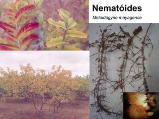 Nematóides
Meloidogyne mayagense
 