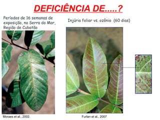 Moraes et al., 2002. Furlan et al., 2007
Períodos de 16 semanas de
exposição, na Serra do Mar,
Região de Cubatão
Injúria foliar vs. ozônio (60 dias)
DEFICIÊNCIA DE.....?
 