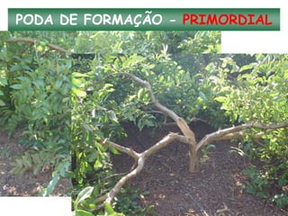 PODA DE FORMAÇÃO - PRIMORDIAL
 