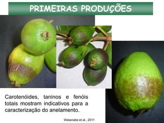 PRIMEIRAS PRODUÇÕES
Carotenóides, taninos e fenóis
totais mostram indicativos para a
caracterização do anelamento.
Watanabe et al., 2011
 