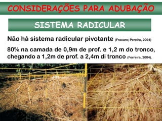 SISTEMA RADICULAR
Não há sistema radicular pivotante (Fracaro; Pereira, 2004)
80% na camada de 0,9m de prof. e 1,2 m do tronco,
chegando a 1,2m de prof. a 2,4m di tronco (Ferreira, 2004).
CONSIDERAÇÕES PARA ADUBAÇÃO
 