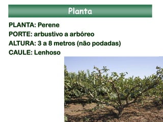 Planta
PLANTA: Perene
PORTE: arbustivo a arbóreo
ALTURA: 3 a 8 metros (não podadas)
CAULE: Lenhoso
 