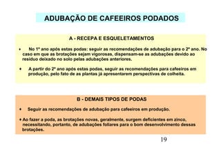 Procafé: Condições diferenciadas na recepa de cafeeiros conillon