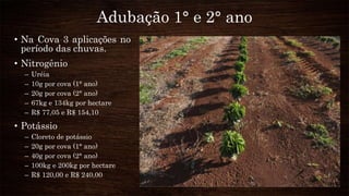 Adubação 1° e 2° ano
• Na Cova 3 aplicações no
período das chuvas.
• Nitrogênio
– Uréia
– 10g por cova (1° ano)
– 20g por cova (2° ano)
– 67kg e 134kg por hectare
– R$ 77,05 e R$ 154,10
• Potássio
– Cloreto de potássio
– 20g por cova (1° ano)
– 40g por cova (2° ano)
– 100kg e 200kg por hectare
– R$ 120,00 e R$ 240,00
 