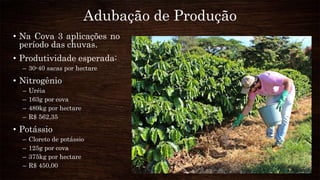 Adubação de Produção
• Na Cova 3 aplicações no
período das chuvas.
• Produtividade esperada:
– 30-40 sacas por hectare
• Nitrogênio
– Uréia
– 163g por cova
– 489kg por hectare
– R$ 562,35
• Potássio
– Cloreto de potássio
– 125g por cova
– 375kg por hectare
– R$ 450,00
 