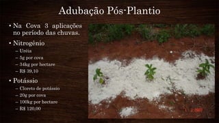 Adubação Pós-Plantio
• Na Cova 3 aplicações
no período das chuvas.
• Nitrogênio
– Uréia
– 5g por cova
– 34kg por hectare
– R$ 39,10
• Potássio
– Cloreto de potássio
– 20g por cova
– 100kg por hectare
– R$ 120,00
 