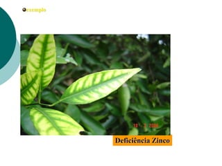 Deficiência Zinco
exemplo
 