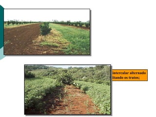 Plantio intercalar alternado
Facilitando os tratos;
 