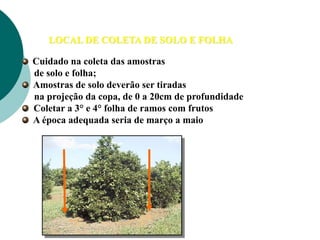 LOCAL DE COLETA DE SOLO E FOLHA
Cuidado na coleta das amostras
de solo e folha;
Amostras de solo deverão ser tiradas
na projeção da copa, de 0 a 20cm de profundidade
Coletar a 3° e 4° folha de ramos com frutos
A época adequada seria de março a maio
 