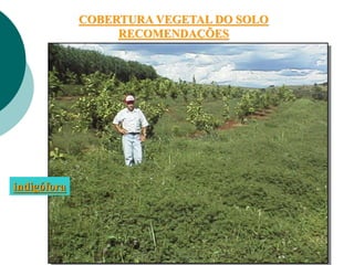 COBERTURA VEGETAL DO SOLO
RECOMENDAÇÕES
indigófora
 