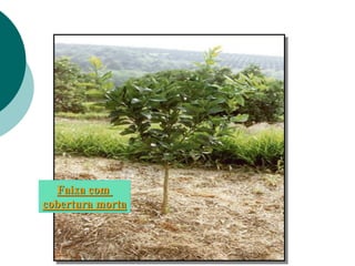 Faixa com
cobertura morta
 