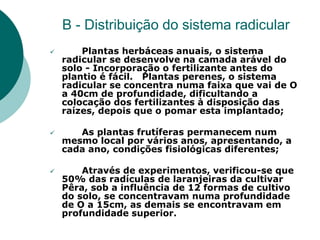 B - Distribuição do sistema radicular
 Plantas herbáceas anuais, o sistema
radicular se desenvolve na camada arável do
solo - Incorporação o fertilizante antes do
plantio é fácil. Plantas perenes, o sistema
radicular se concentra numa faixa que vai de O
a 40cm de profundidade, dificultando a
colocação dos fertilizantes à disposição das
raízes, depois que o pomar esta implantado;
 As plantas frutíferas permanecem num
mesmo local por vários anos, apresentando, a
cada ano, condições fisiológicas diferentes;
 Através de experimentos, verificou-se que
50% das radículas de laranjeiras da cultivar
Pêra, sob a influência de 12 formas de cultivo
do solo, se concentravam numa profundidade
de O a 15cm, as demais se encontravam em
profundidade superior.
 