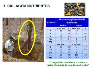 Nutriente
Retranslocação média de
nutrientes
Folha Galho
kg ha-1 ano-1 % kg ha-1 ano-1 %
N 66 79 10 67
P 2 67 1 66
K 36 81 21 87
Ca 0 0 0 0
Mg 7 51 1 48
g ha-1 ano-1 g ha-1 ano-1
B 18 18 21 38
Zn 79 79 27 66
Cu 37 37 4 17
Fe 28 28 105 30
Mn 14 14 1068 52
1. CICLAGEM NUTRIENTES
“Longo ciclo da cultura favorece a
maior eficiência de uso dos nutrientes”
 