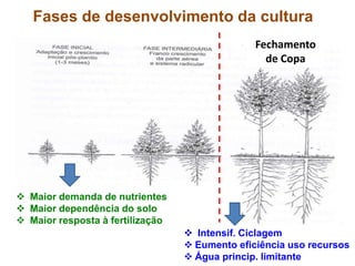Fases de desenvolvimento da cultura
 Maior demanda de nutrientes
 Maior dependência do solo
 Maior resposta à fertilização
Fechamento
de Copa
 Intensif. Ciclagem
 Eumento eficiência uso recursos
 Água princip. limitante
 