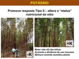 POTÁSSIO
Promove resposta Tipo II – altera o “status”
nutricional do sítio
-K
+K
Maior vida útil das folhas
Aumenta a eficiência de uso recursos
Melhora controle osmótico planta
 