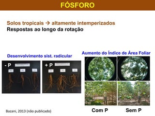 FÓSFORO
Solos tropicais  altamente intemperizados
Respostas ao longo da rotação
Aumento do Índice de Área Foliar
Com P Sem P
Desenvolvimento sist. radicular
- P + P
Bazani, 2013 (não publicado)
 