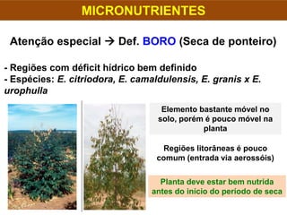 MICRONUTRIENTES
Atenção especial  Def. BORO (Seca de ponteiro)
- Regiões com déficit hídrico bem definido
- Espécies: E. citriodora, E. camaldulensis, E. granis x E.
urophulla
Elemento bastante móvel no
solo, porém é pouco móvel na
planta
Regiões litorâneas é pouco
comum (entrada via aerossóis)
Planta deve estar bem nutrida
antes do início do período de seca
 