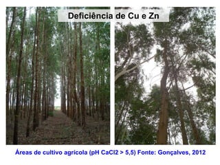 Deficiência de Cu e Zn
Áreas de cultivo agrícola (pH CaCl2 > 5,5) Fonte: Gonçalves, 2012
 