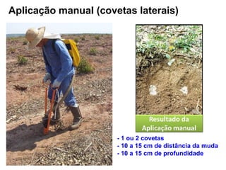 Aplicação manual (covetas laterais)
- 1 ou 2 covetas
- 10 a 15 cm de distância da muda
- 10 a 15 cm de profundidade
 