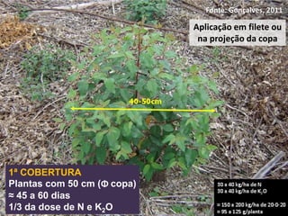 Fonte: Gonçalves, 2011
Aplicação em filete ou
na projeção da copa
1ª COBERTURA
Plantas com 50 cm (Φ copa)
≈ 45 a 60 dias
1/3 da dose de N e K2O
 