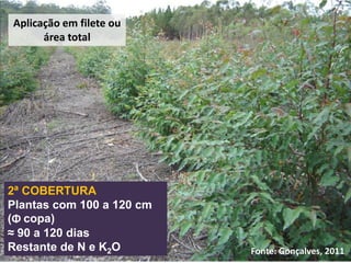 Fonte: Gonçalves, 2011
Aplicação em filete ou
área total
2ª COBERTURA
Plantas com 100 a 120 cm
(Φ copa)
≈ 90 a 120 dias
Restante de N e K2O
 