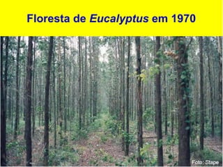 Floresta de Eucalyptus em 1970
 