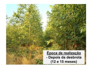 Época de realização
- Depois da desbrota
(12 e 15 meses)
 