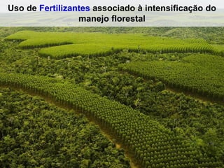 Uso de Fertilizantes associado à intensificação do
manejo florestal
 