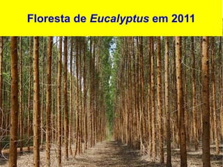 Floresta de Eucalyptus em 2011
 