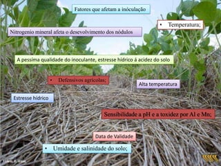 Nitrogenio x InóculanteTabela 8 Efeito da adubação nitrogenada e da inoculação sobre o número e a massa de nódulos o conteúdo de nitrogênio no tecido da planta e nos grãos e sobre o redimento (kg/ha) de soja, cultivar BraggFonte: EMBRAPA/ CNPSo (1981). 1 Nodulos em 10 plantas: N = números;  MS = matéria Seca. 2Nitrogenio em 10 plantas 3Redimentos = kg de grãos/ha