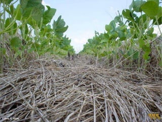  Uréia – 46% N – R$1000,00/ton