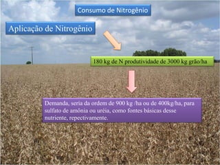 Plantas menoresNitrogênio Tabela 2 Produtividade de soja e quantidade de nutrientes exportada nos grãos de cinco cultivaresFonte modificada Tanaka & Mascarenhas ( 1992)