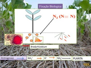 Fixação Biológica do Nitrogênio Atmosférico (FBN), Bradyrhizobium japoniumBradyrhizobium elkanii, Em simbiose com a planta de soja (Glycine max), são capazes de fixar de 60 a 250 kg de N/ha. Conforme a cultivar de soja, a estirpe de bactéria, o ambiente de produção (principalmente o solo) e o manejo, o sistema de FBN pode atender 40 a 70% das necessidades de nitrogênio da soja