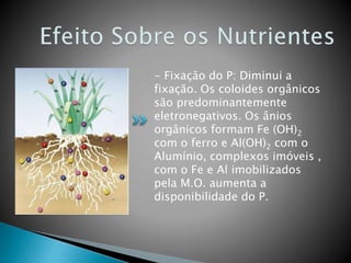 - Fixação do P: Diminui a
fixação. Os coloides orgânicos
são predominantemente
eletronegativos. Os ânios
orgânicos formam Fe (OH)2
com o ferro e Al(OH)2 com o
Alumínio, complexos imóveis ,
com o Fe e Al imobilizados
pela M.O. aumenta a
disponibilidade do P.
 