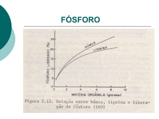 FÓSFORO
 